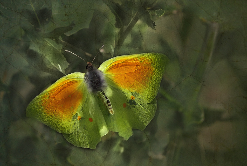 Papillon vole