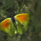 Papillon vole