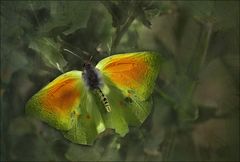 Papillon vole