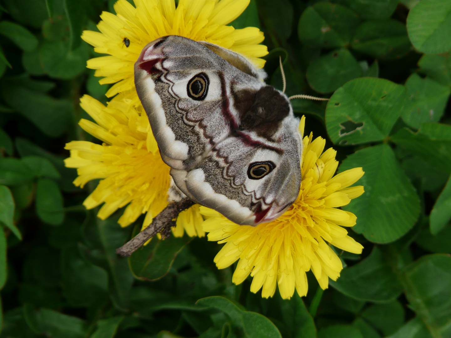 Papillon vole