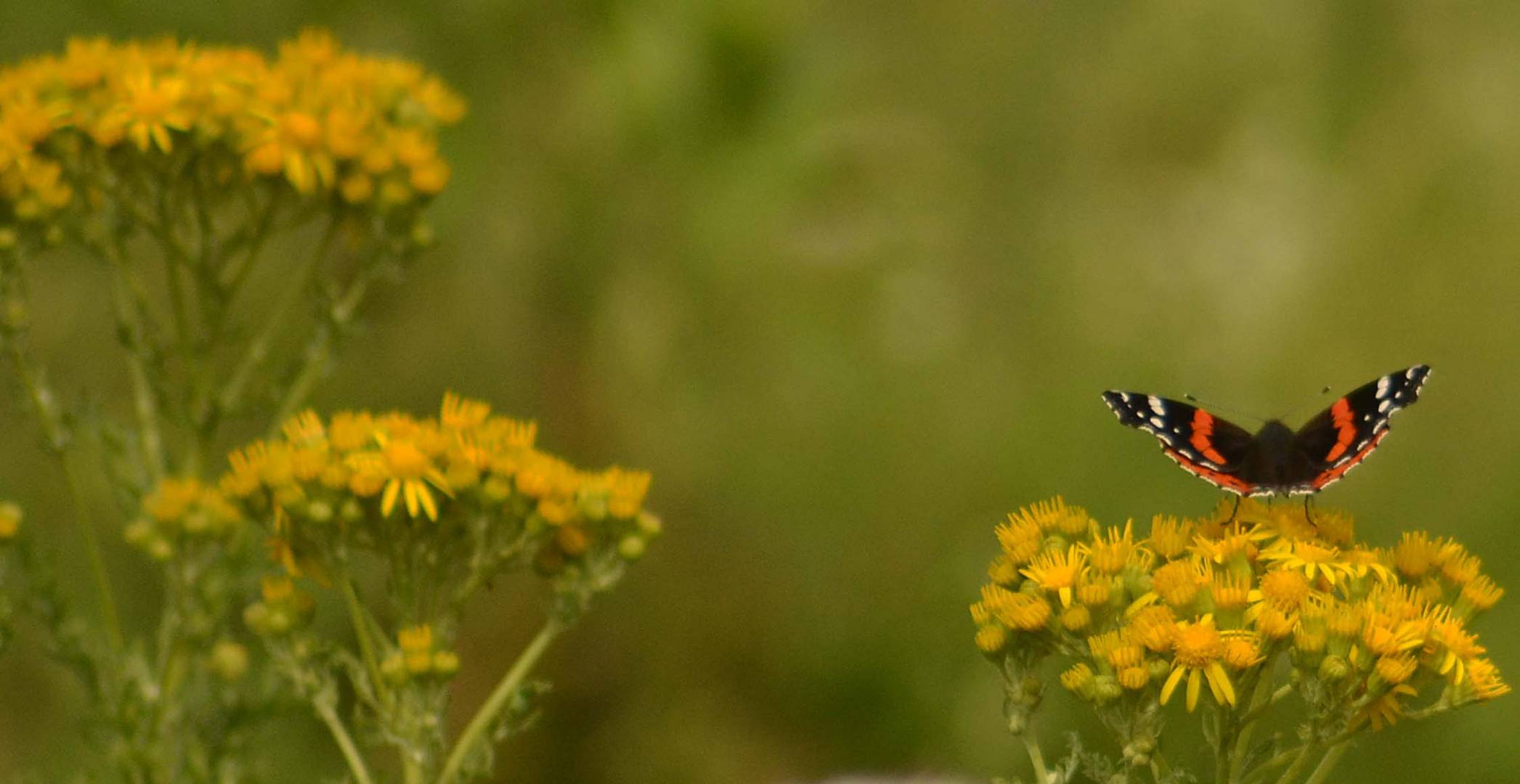 Papillon Vulcain 