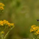 Papillon Vulcain 