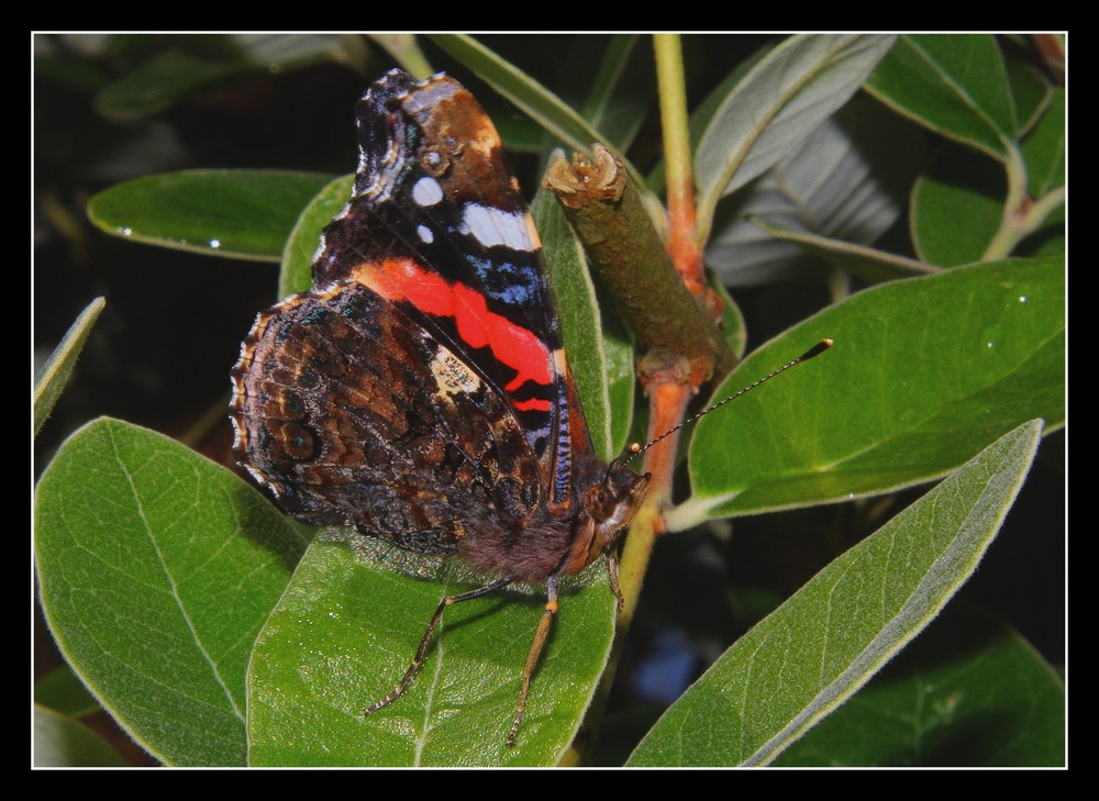 " Papillon Vulcain "