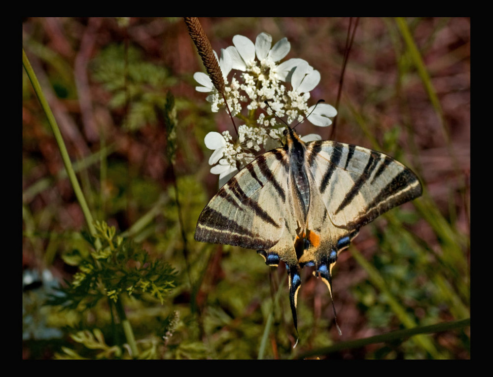 Papillon x