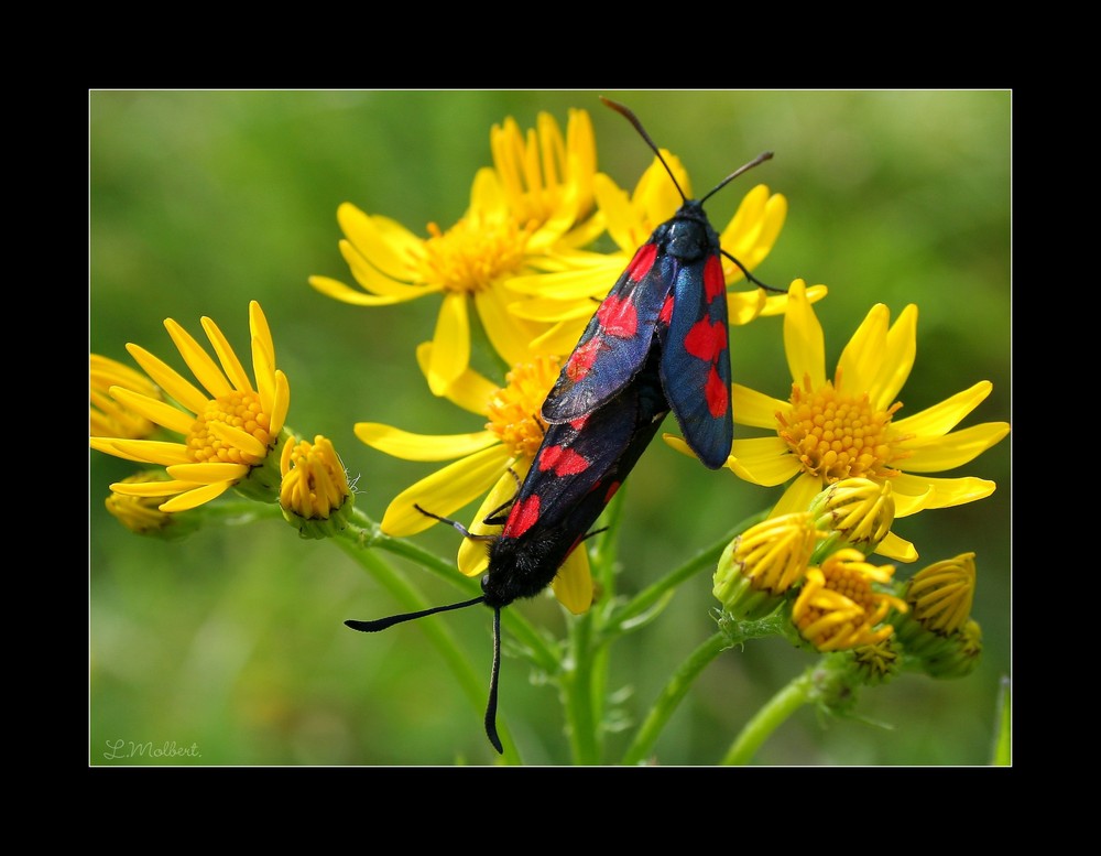 Papillon Zygene.