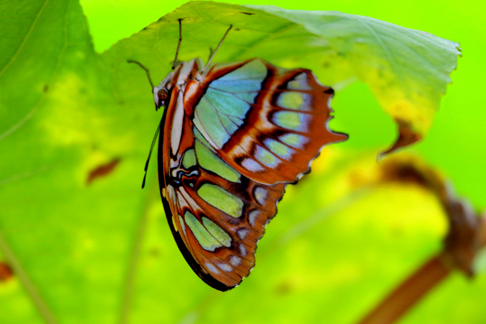 papillon1