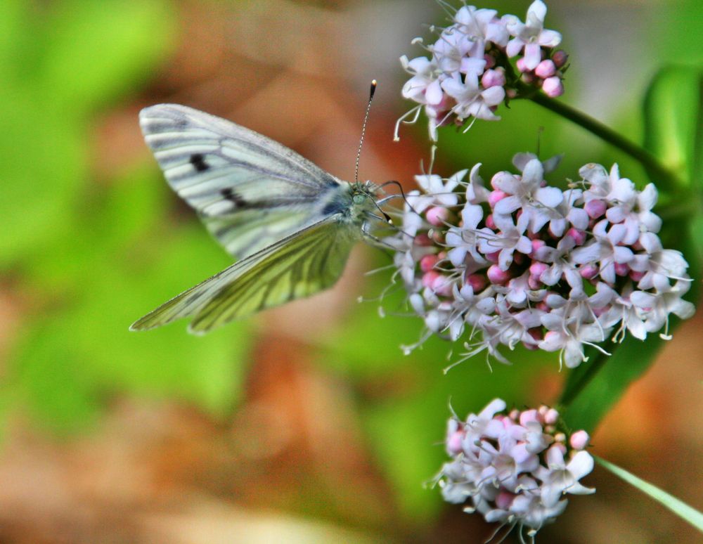 Papillon2