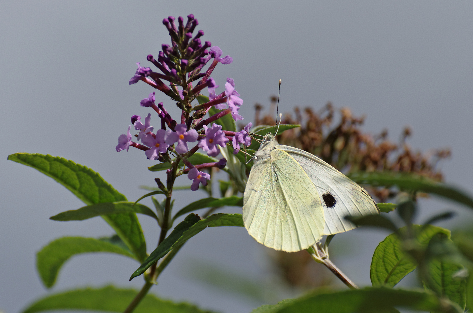 Papillonage