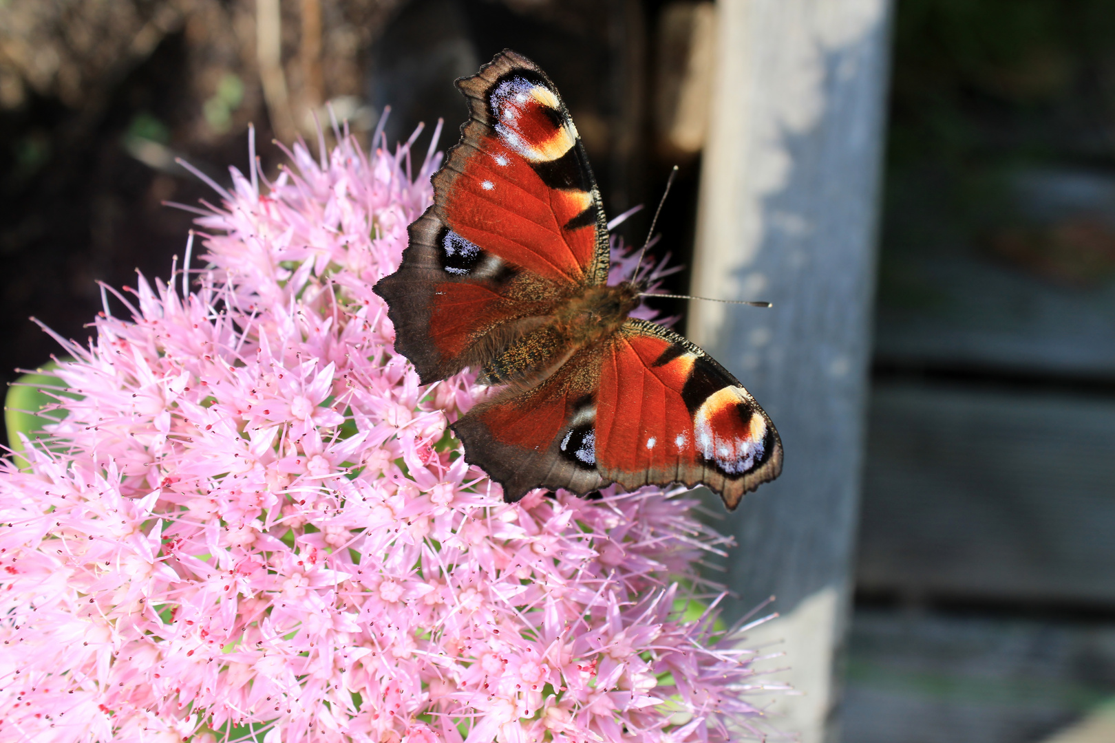 Papillonage