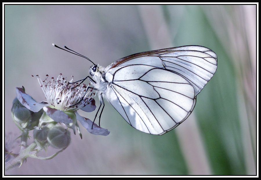 papillon.Gazé