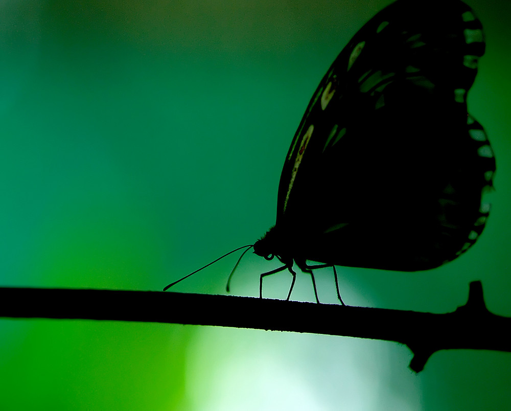 papillonidae d'Indonésie