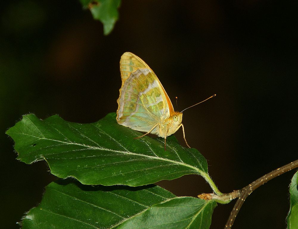 Papillonnage 1