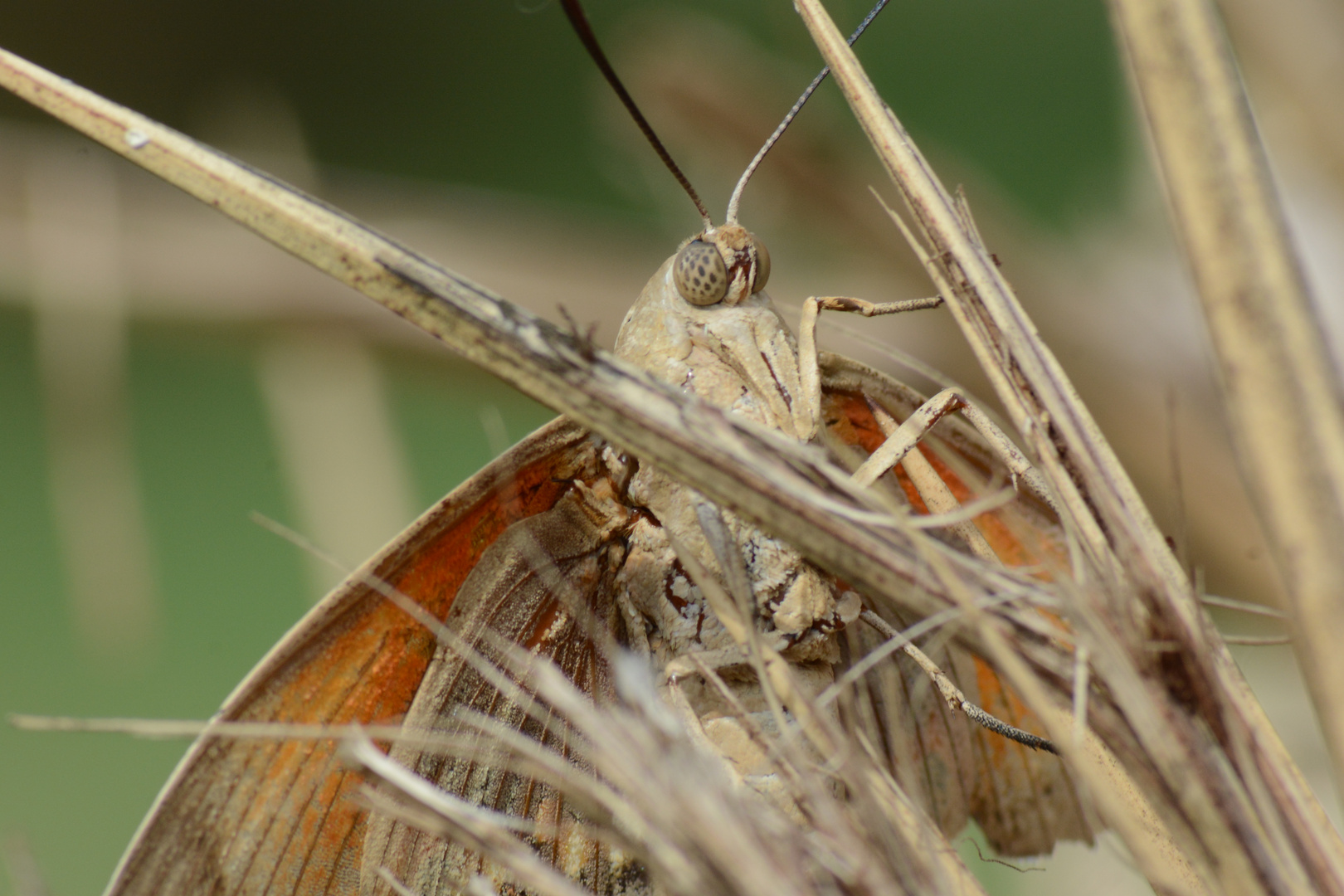 papillonnage 