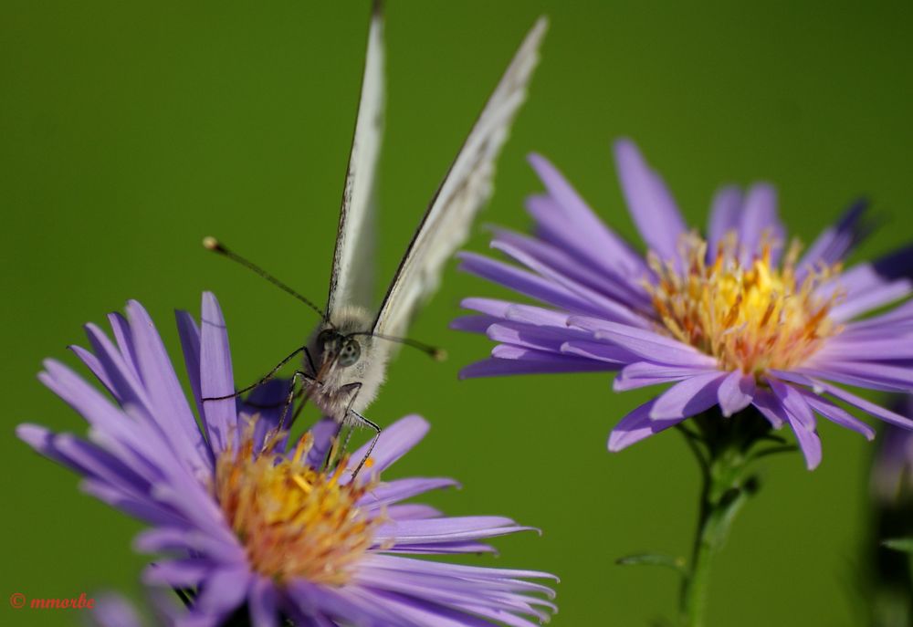 Papillonnage de fin d'été