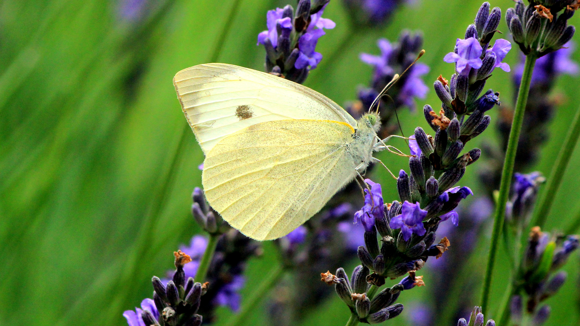 Papillonner Dans Le Lavandai.....