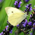 Papillonner Dans Le Lavandai.....