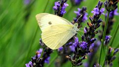 Papillonner Dans Le Lavandai.....