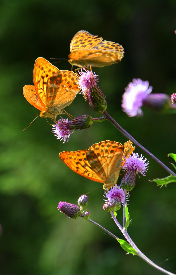 Papillons