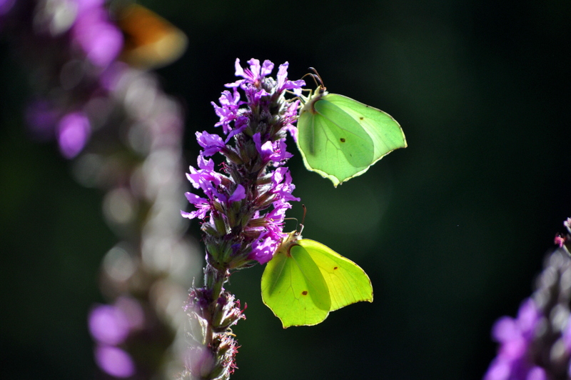 papillons