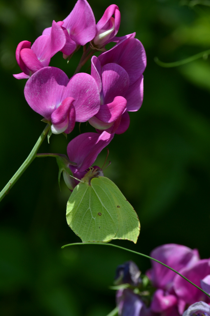 papillons