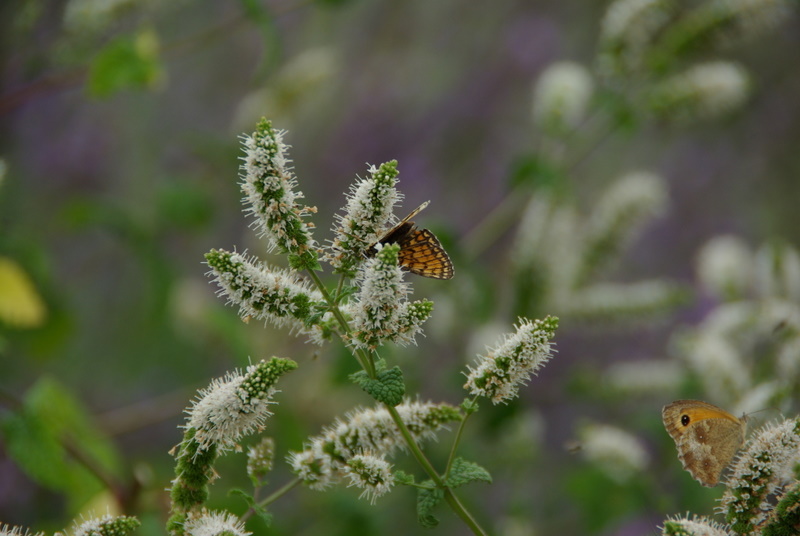 PAPILLONS