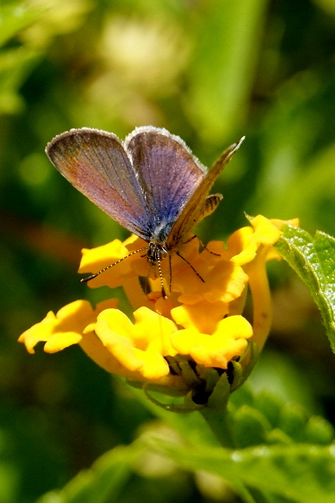 Papillons