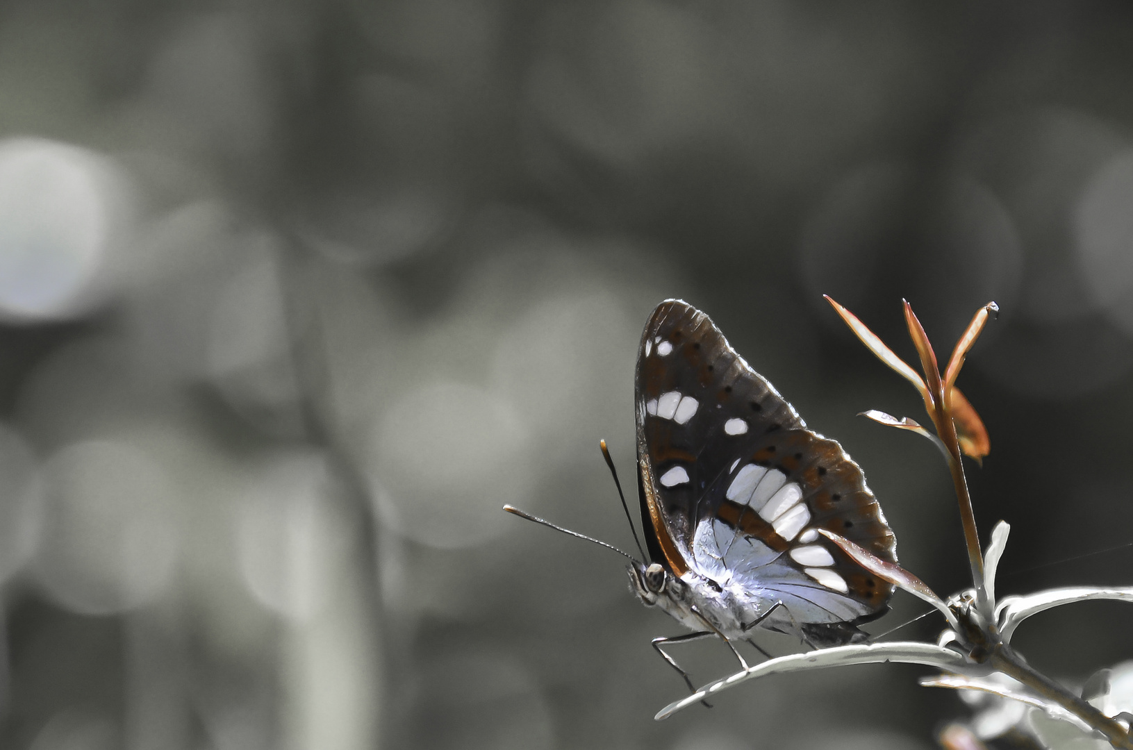 papillons