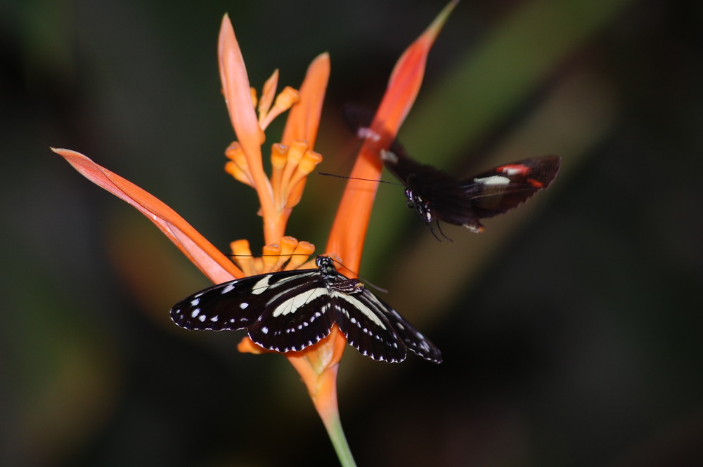 papillons