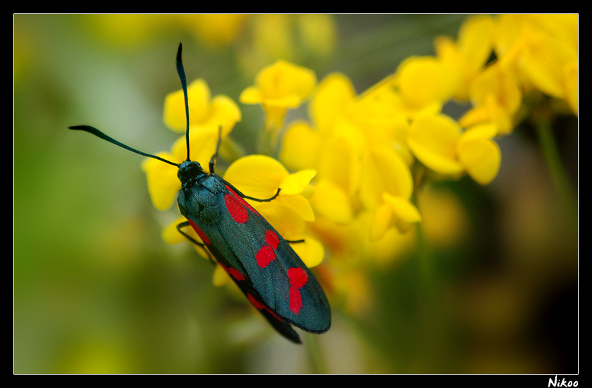 papillons