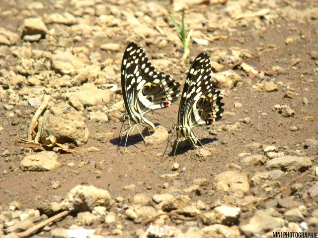 Papillons