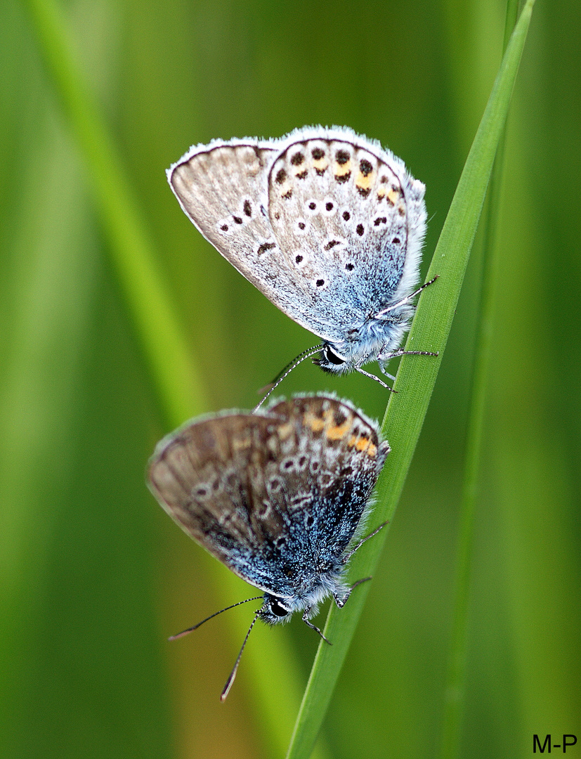 papillons