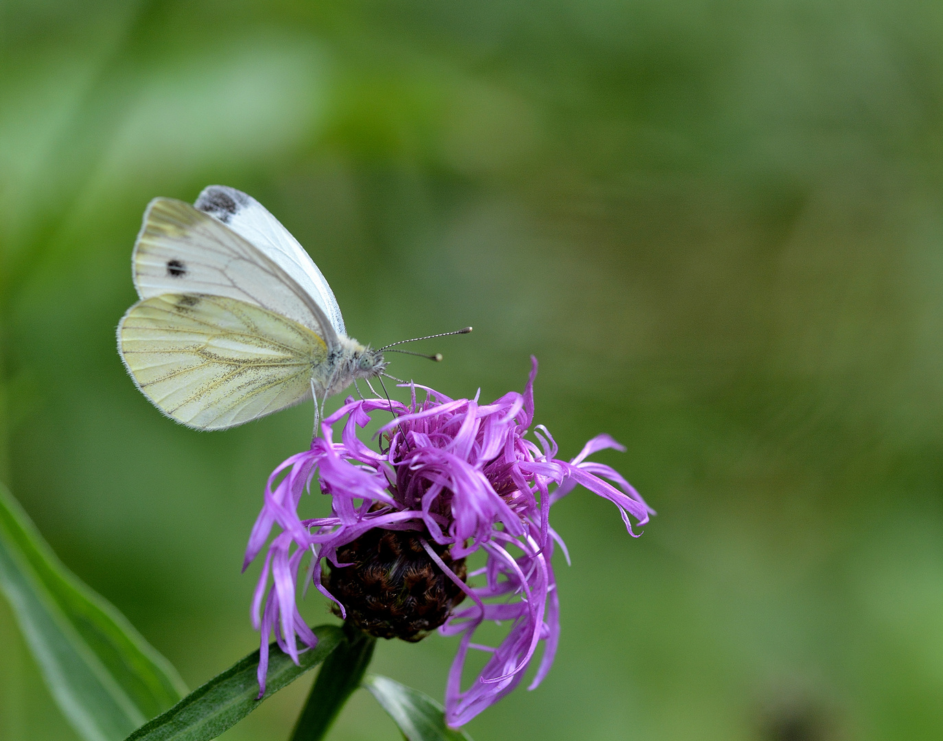 papillons