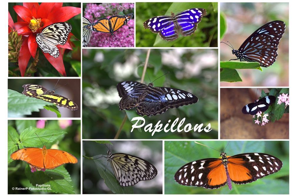 Papillons