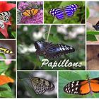 Papillons