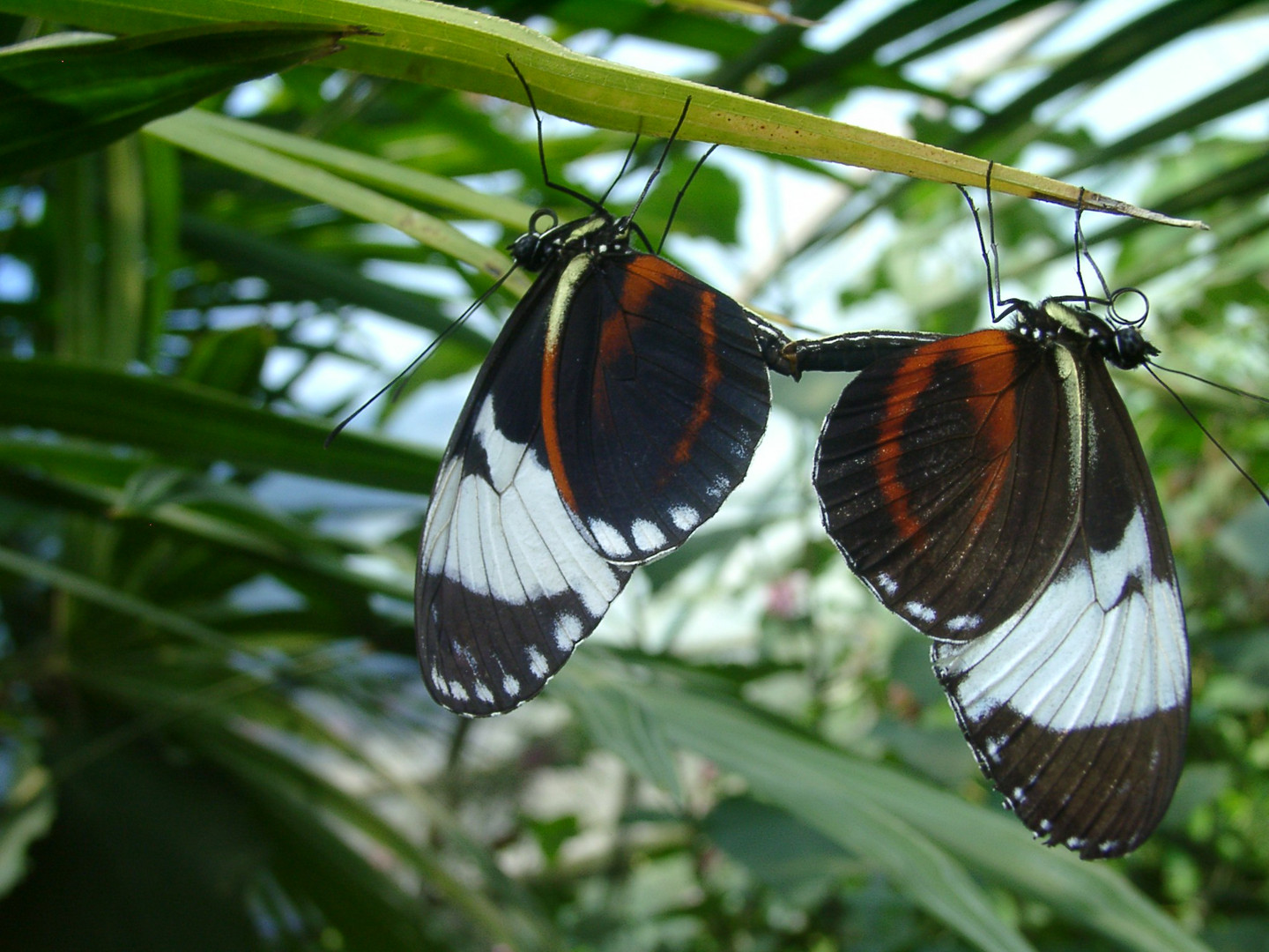 papillons