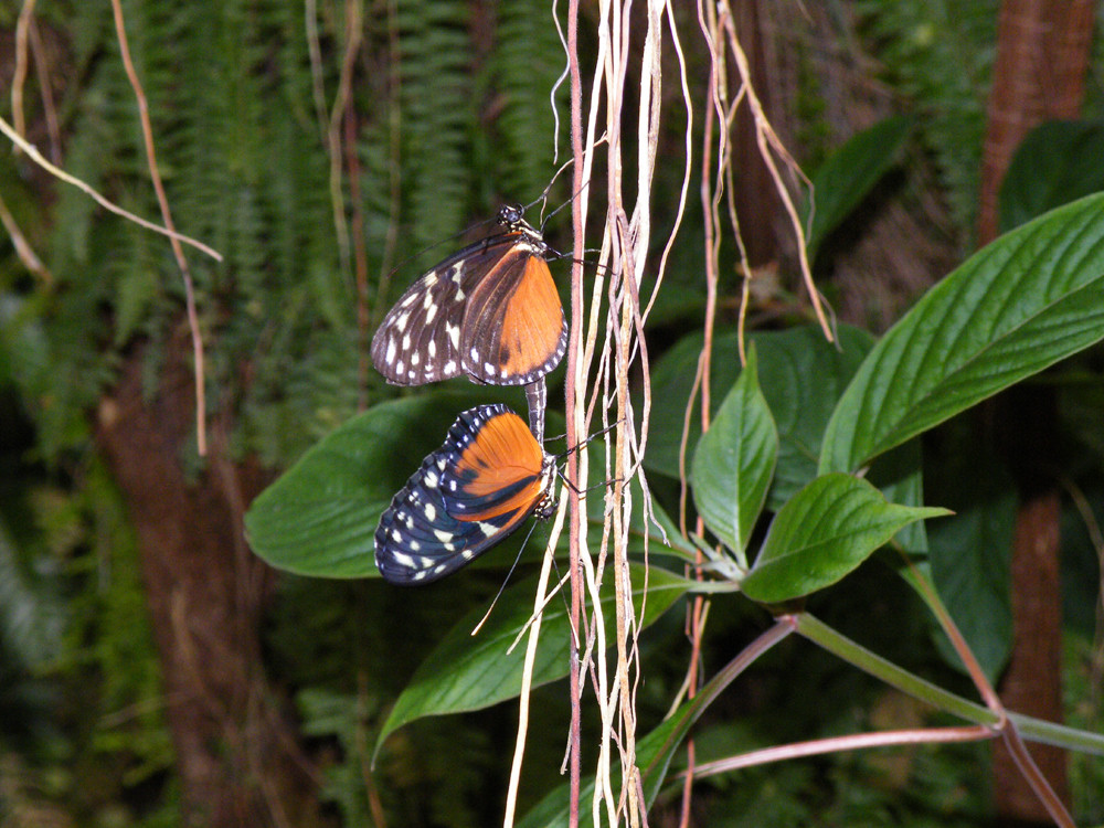 Papillons