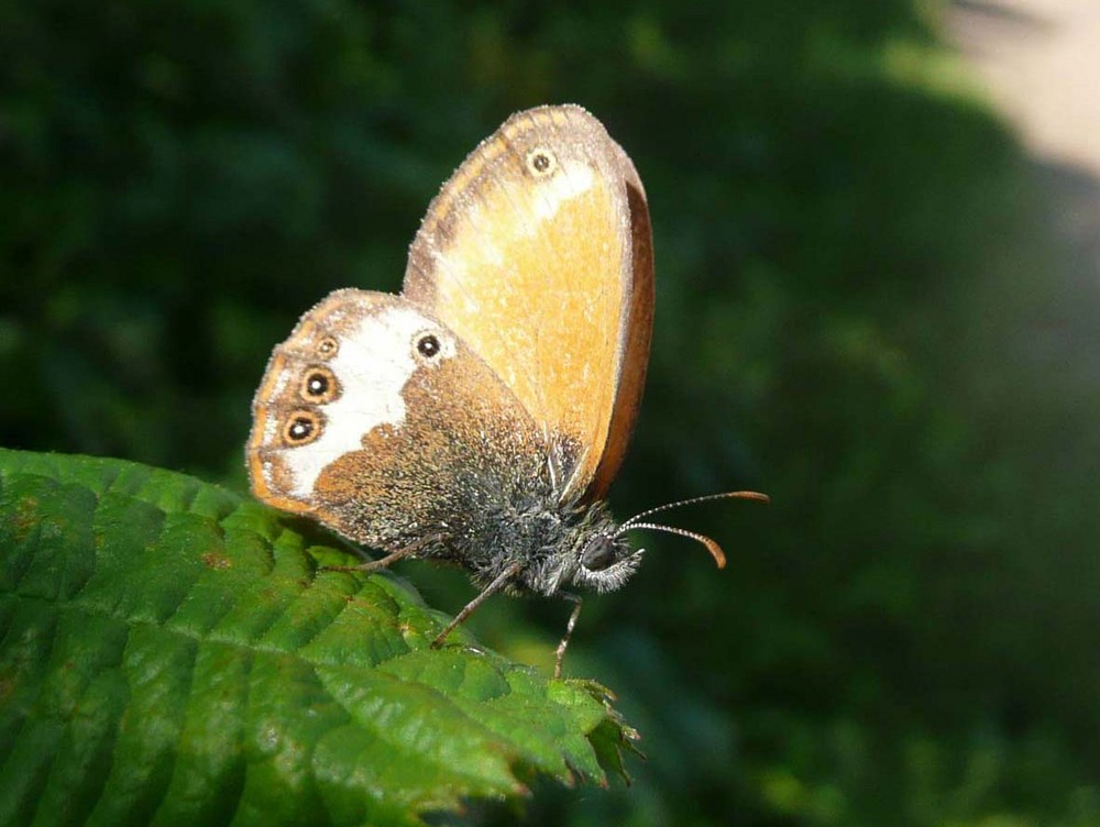 papillons