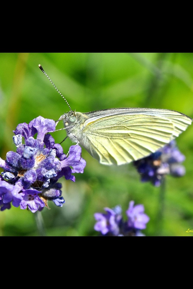 Papillons