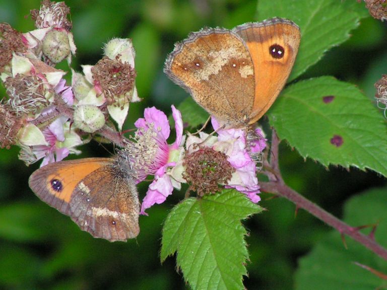 papillons