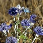 papillons azurés