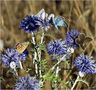 papillons azurés de dominati simone