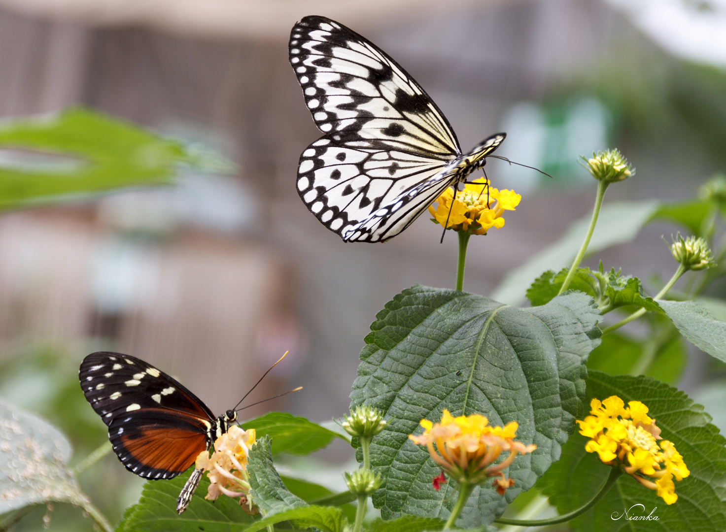 Papillons