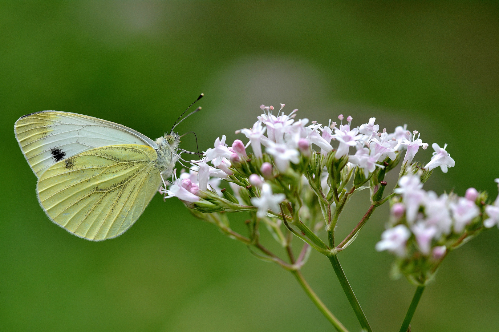 papillons blanc