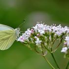 papillons blanc