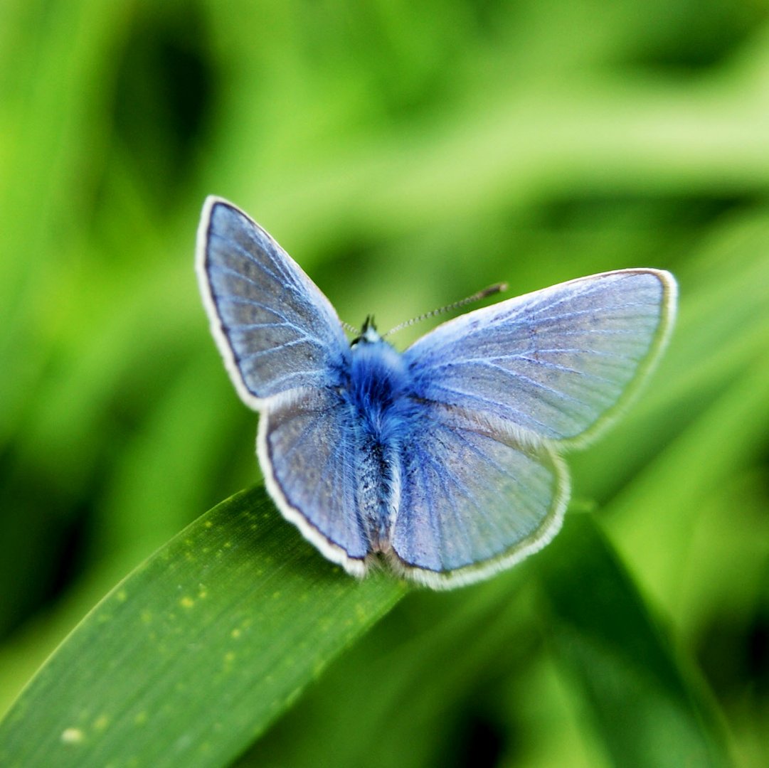 papillons bleu