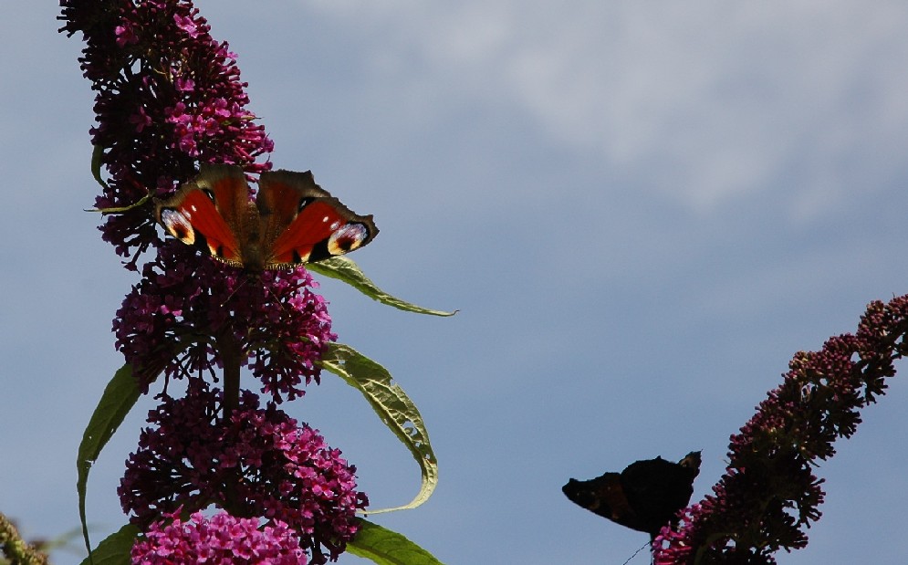 Papillons