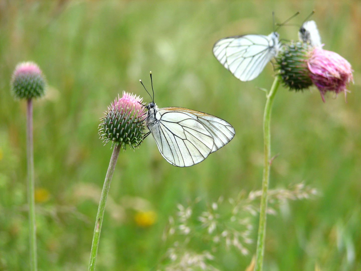 papillons chardons