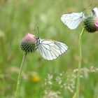 papillons chardons