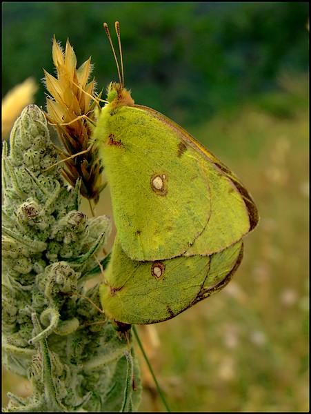 Papillons citrons ....   Non  des  soufrés !!