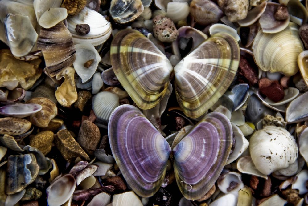 papillons-coquillage